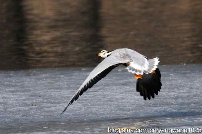 斑头雁（抓拍）14