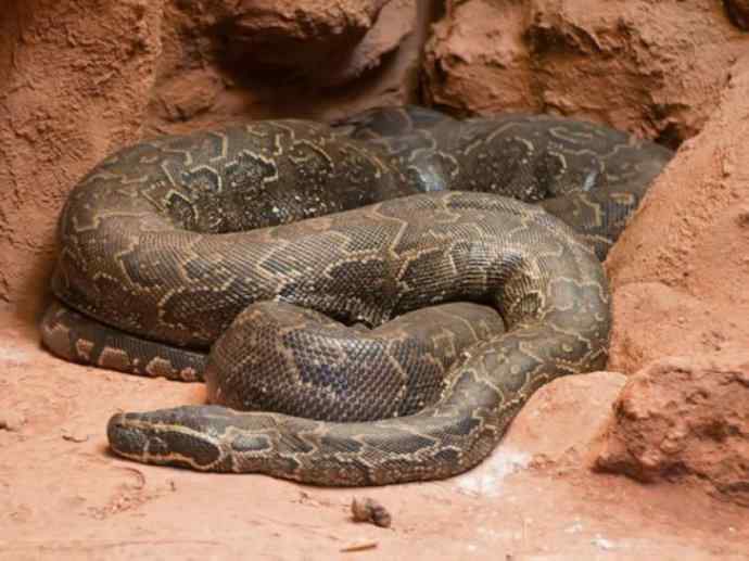 犬科：薮犬亚科非洲野犬属之非洲野犬