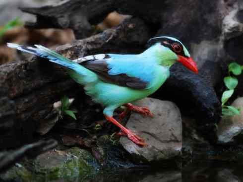 美丽无罪：雀鸟之绿鹊