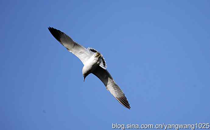 飞（海鸥）6