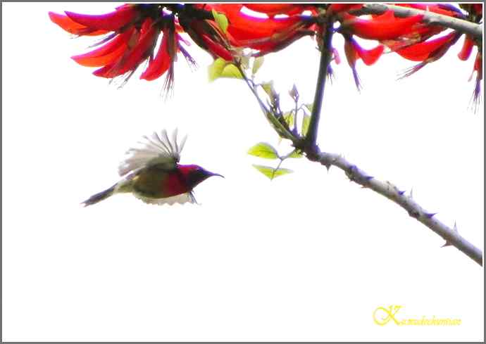 飞翔的鈥溙裟疋潯菊掌