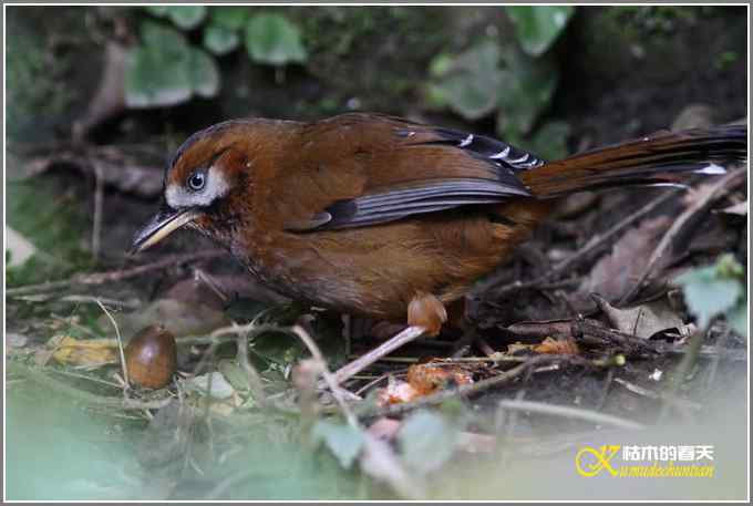 噪鹛系列之一：灰翅噪鹛【照片】