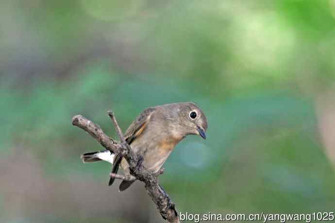 秋天的红喉姬鹟（1）