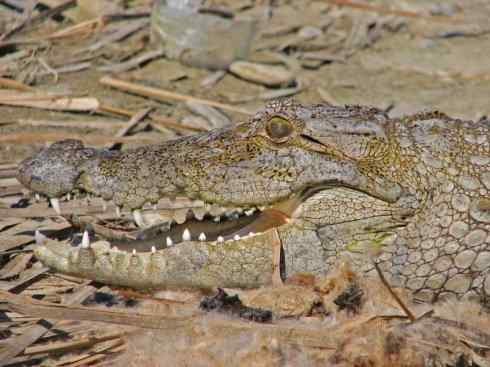 龙：传说的兽原型探秘（鳄类）