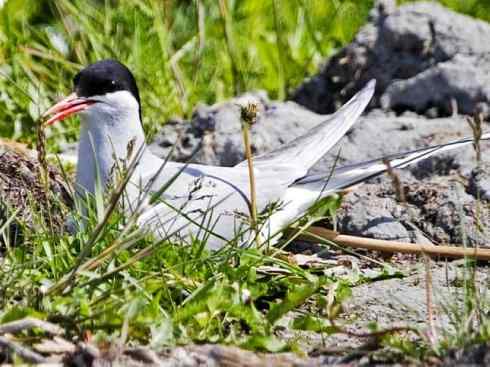 自然奇观：动物大迁徙(燕鸥类)