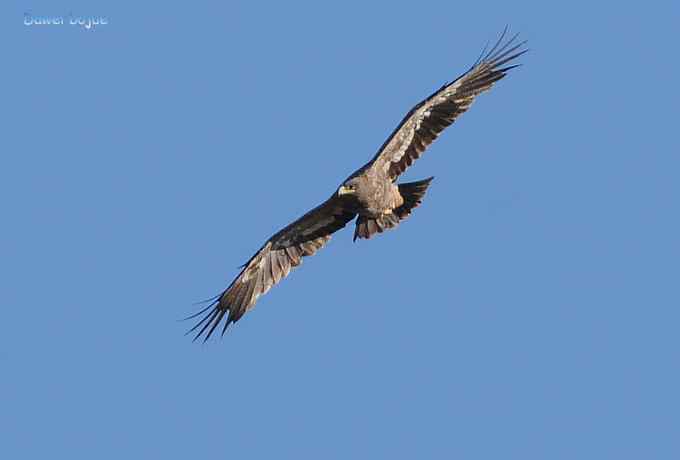 穿越大风车的草原大猛 穿越大风车的草原大猛