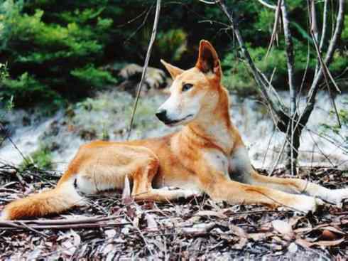 犬科：犬亚科犬属之澳洲野犬、歌唱犬、家犬