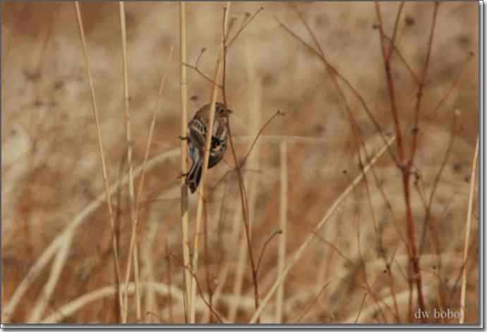 野鸭湖猛禽-红隼、短耳鸮、毛脚鵟 野鸭湖猛禽-红隼、短耳鸮、毛脚鵟
