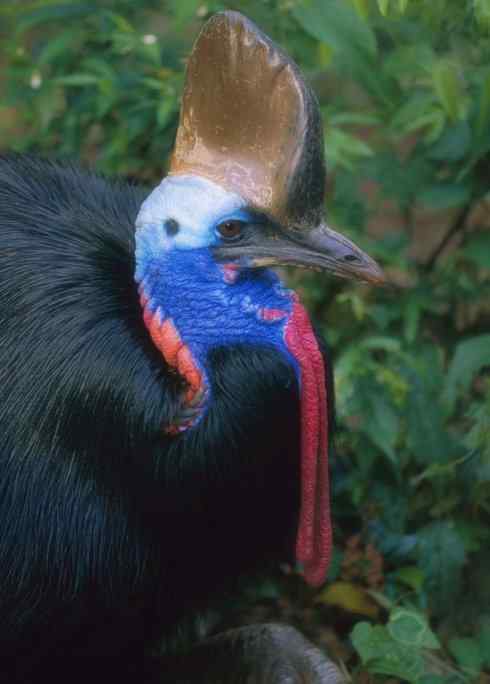 奇特的盔：鹤鸵