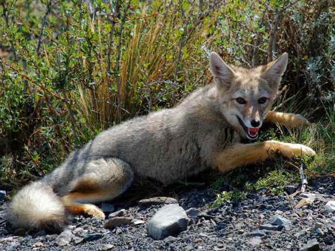 犬科：狐亚科伪狐属之阿根廷狐、山狐、达尔文狐
