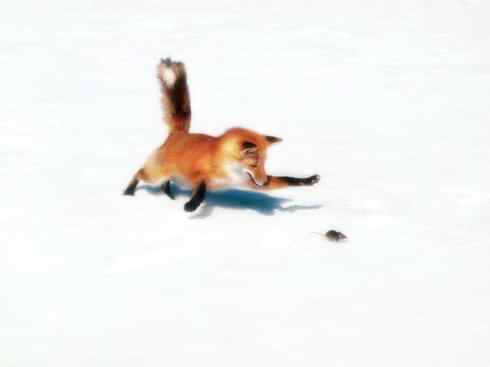 狈：传说的兽原型探秘（狐）