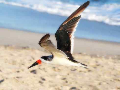 猎奇：奇特的鸟喙之二