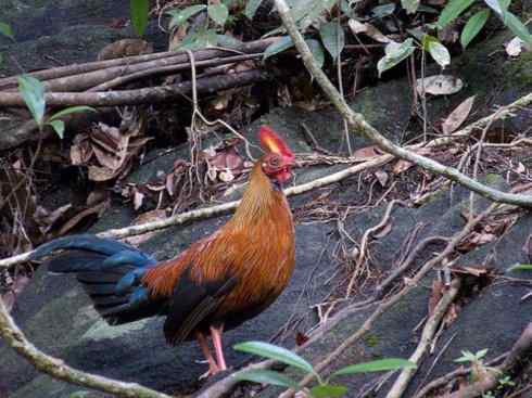 凤凰：传说的鸟原型探秘（原鸡）