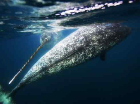 独角兽：传说的兽原型探秘（独角鲸）