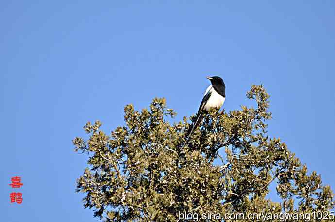 天坛公园的喜鹊