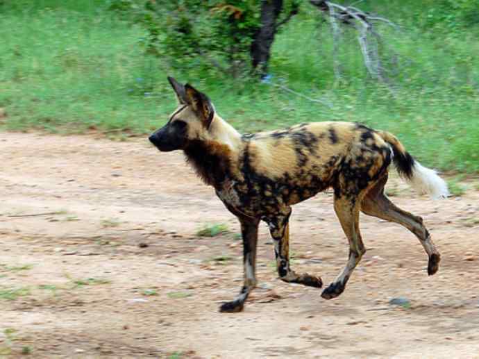 犬科：薮犬亚科非洲野犬属之非洲野犬