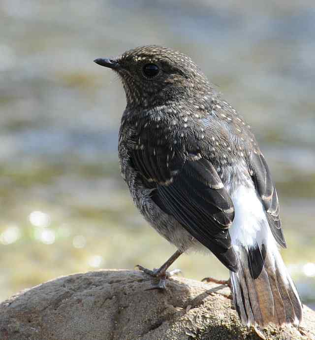 十渡有鸟初长成 wbr. wbr养在溪边人尽识