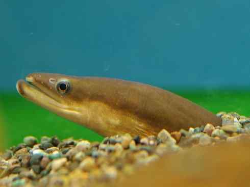 鱼类活化石：鳄雀鳝