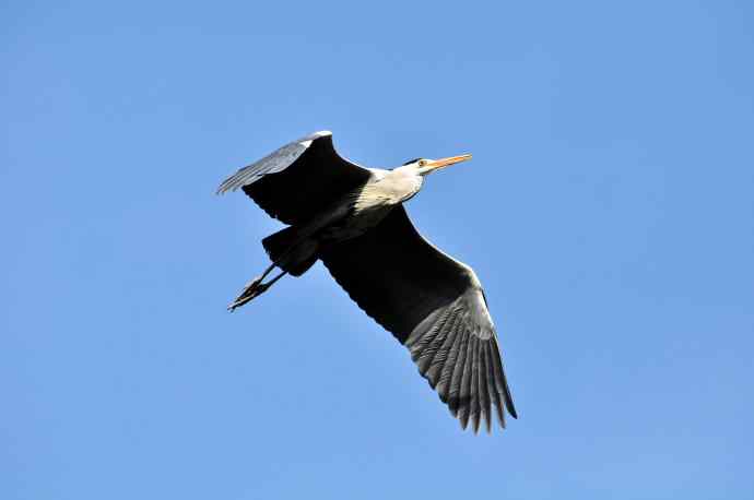 苍鹭（2011年4月）