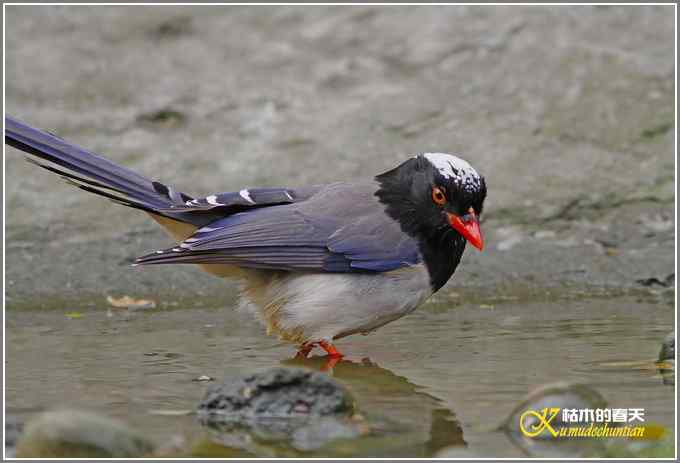 红嘴蓝雀一组【照片】