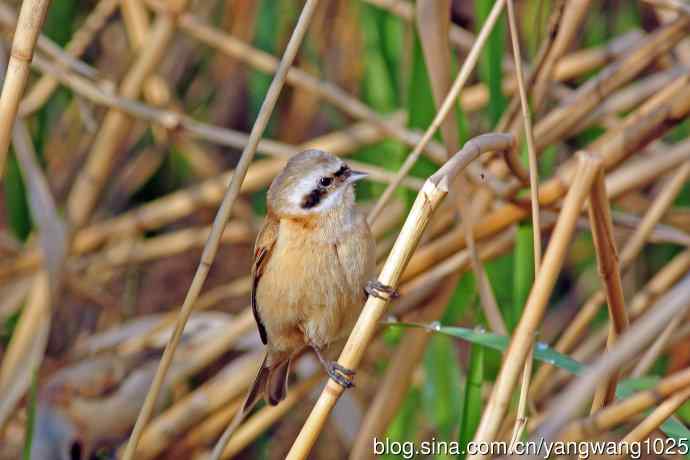 中华攀雀(3) 中华攀雀(3)