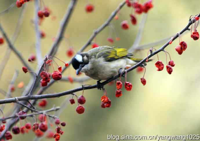 吃红豆的白头鹎