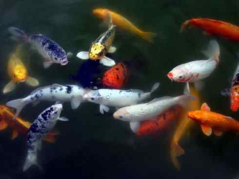 龙：传说的兽原型探秘（鲤鱼）