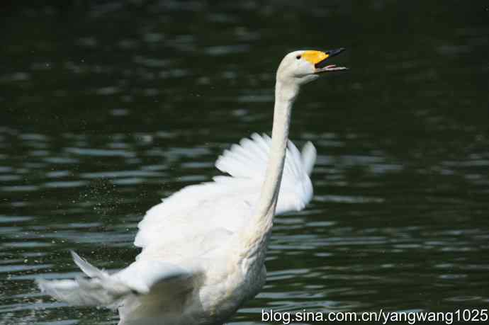 舞（天鹅之舞）