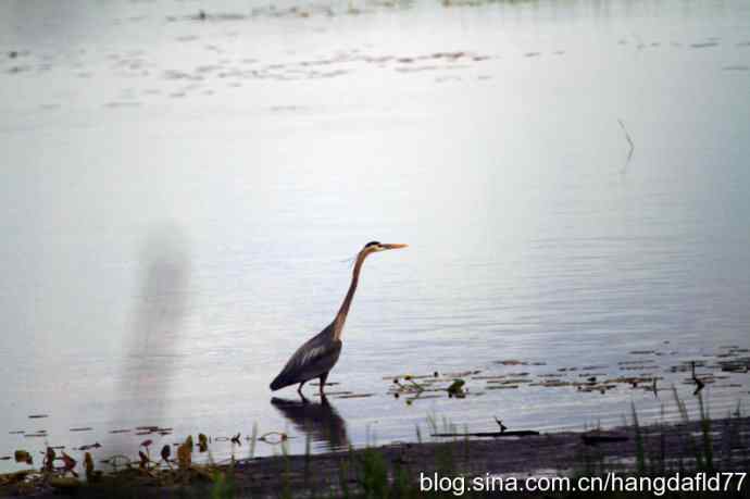 大蓝鹭涉水
