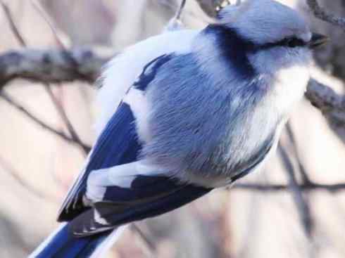 白头鸟系列:另类的美丽6 白头鸟系列:另类的美丽6