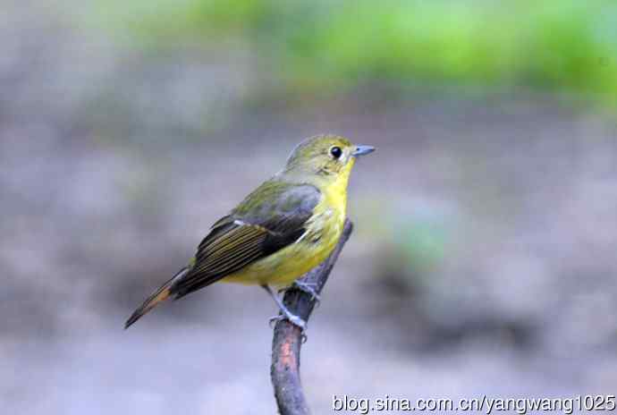 雌性绿背姬鶲（4）