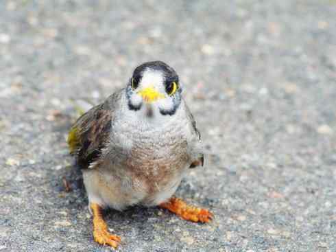 雀鸟也彪悍：鸟中恶霸（黑头矿鸟）