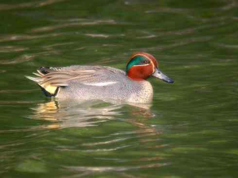 家禽驯化之源之十四