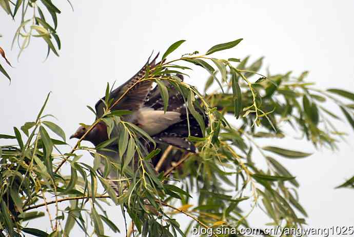 布谷鸟（记录版）