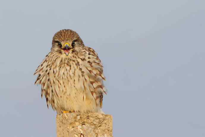 红隼与黑鹳（6P）