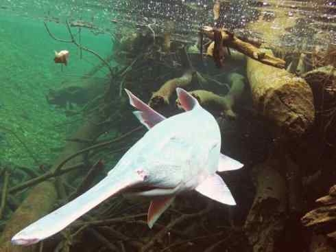 鱼类活化石：匙吻鲟科