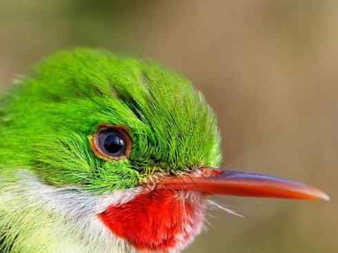 绝色攀禽：佛法僧目之短尾鴗