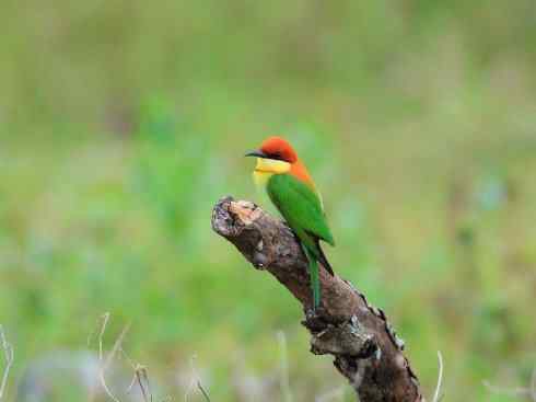 绝色攀禽：佛法僧目之蜂虎3