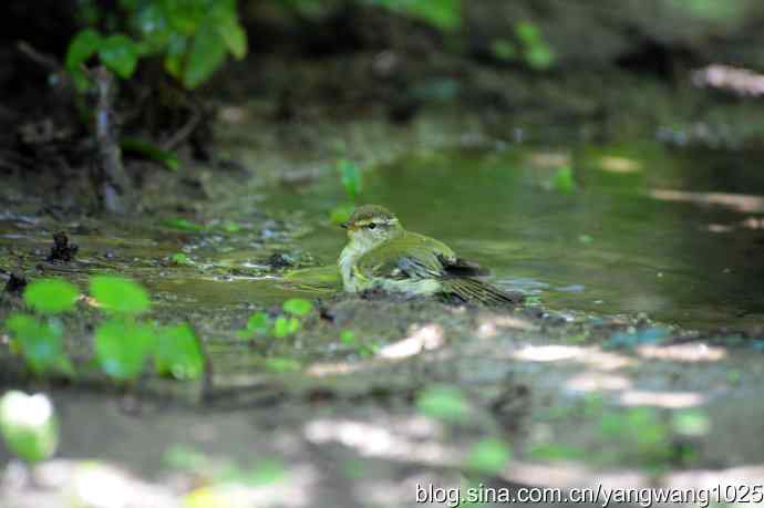 爽（洗浴的黄眉柳莺）1