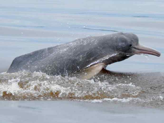 犬科：薮犬亚科薮犬属之薮犬