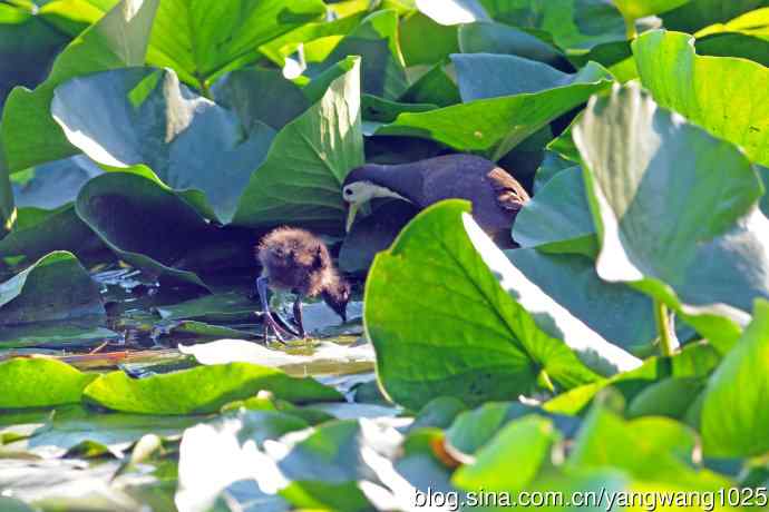 白胸苦恶鸟宝宝出窝了（1）