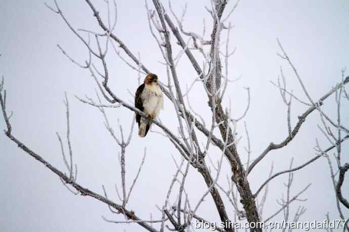 冬日里的红尾鵟