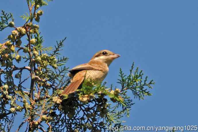 虎纹伯劳(1) 虎纹伯劳(1)