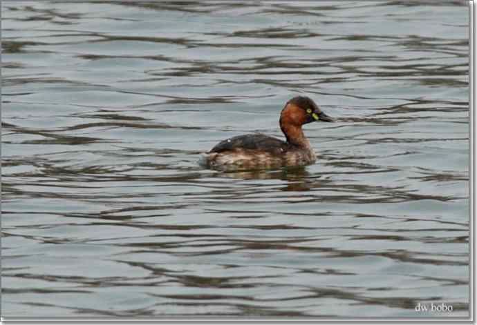 参加自然之友观鸟活动