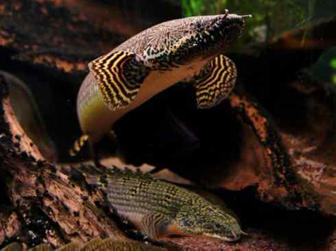 鱼类活化石:多鳍鱼 鱼类活化石:多鳍鱼