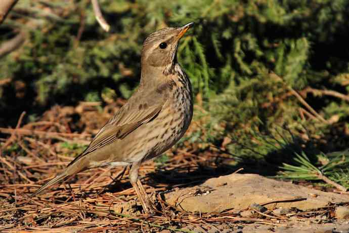 春天行走 wbr北植几只鸟 春天行走 wbr北植几只鸟