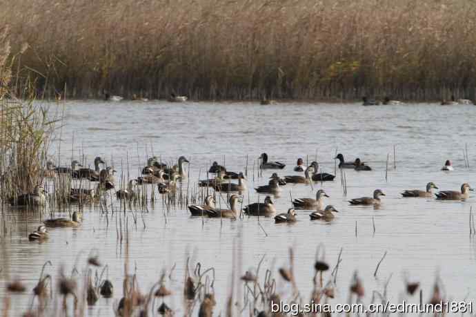 穷人大炮-量力而为之打鸟作乐