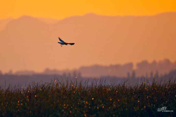 【行为-纪实】野鸭湖觅食的白腹鹞