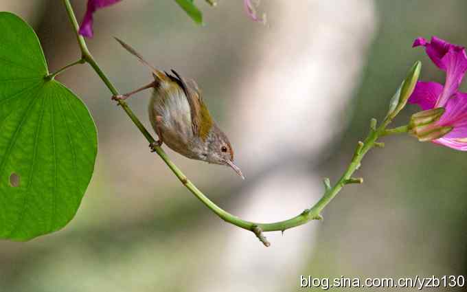 深港拍鸟新纪录（10）鈥斺敵の卜煲遁海ㄗ橥迹