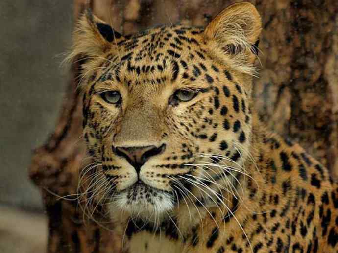 犬科：薮犬亚科豺属之豺